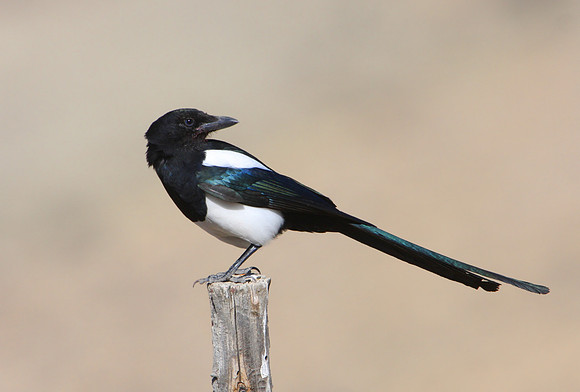 Black-billed Magpie - Yellowstone National Park