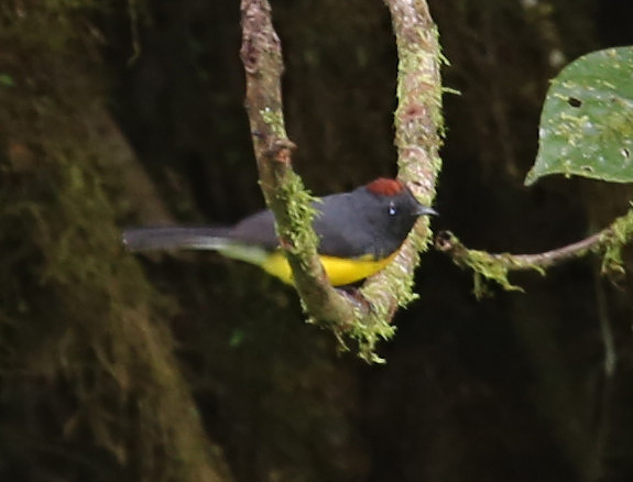 Slate-throated Whitestart - Mindo, Ecuador