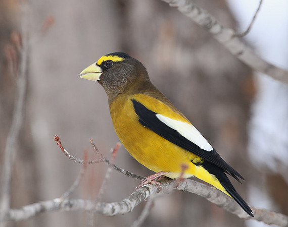Evening Grosbeak - Sax Zim Bog, MN