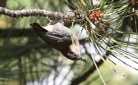 Pygmy Nuthatch - Boulder, CO
