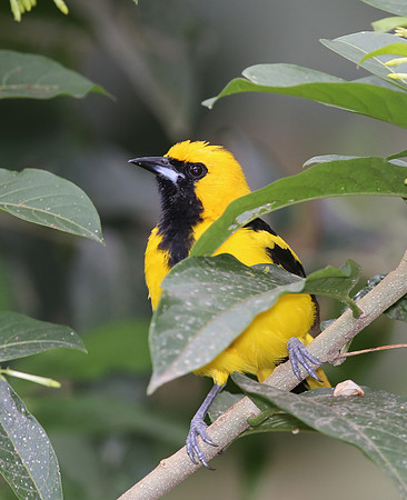 Yellow-tailed Oriole - Mindo, Ecuador