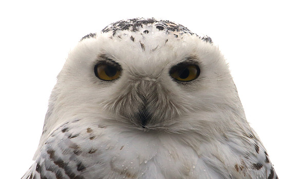 Snowy Owl - ArcelorMittal Steel - East Chicago, IN
