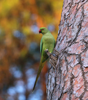 Rose-ringed Parakeet - Rome, Italy