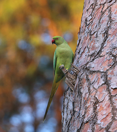 Rose-ringed Parakeet - Rome, Italy