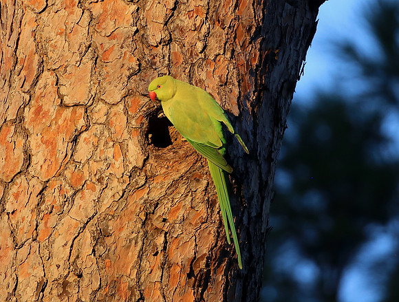 Rose-ringed Parakeet - Rome, Italy
