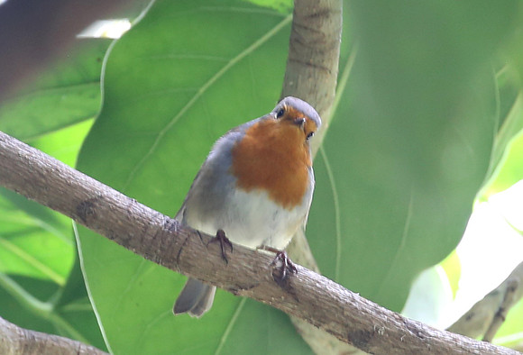 European Robin - Monaco