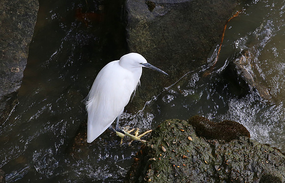 Little Egret - Rome, Italy