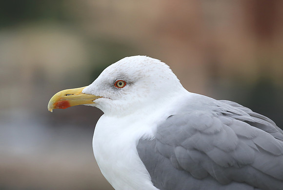 Yellow-legged Gull - Monaco