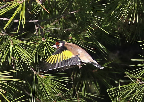 European Goldfinch - Mallorca, Spain