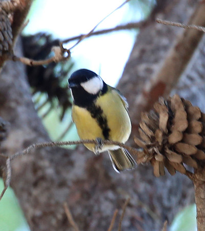 Great Tit - Mallorca, Spain