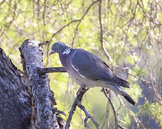 Common Wood Pigeon - Florence, Italy