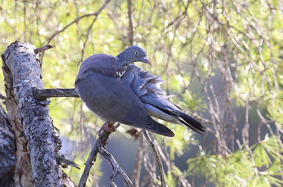 Common Wood Pigeon - Florence, Italy