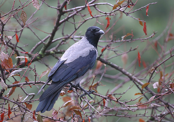 Jackdaw - Florence, Italy