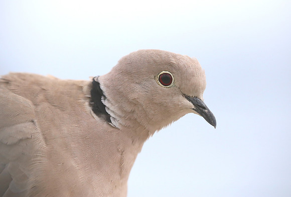 Eurasian Collared-dove - Monaco