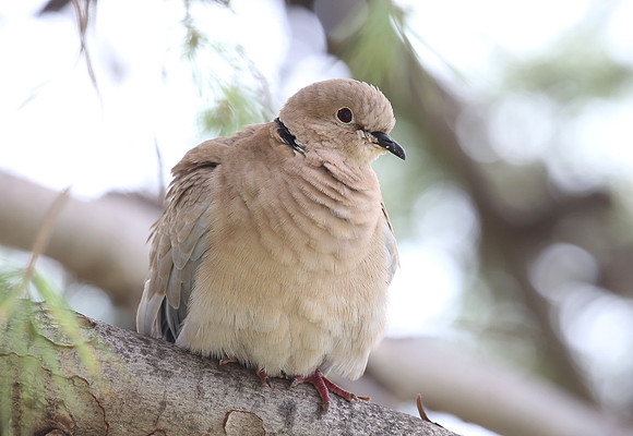 Eurasian Collared-dove - Monaco