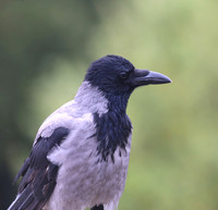 Jackdaw - Florence, Italy