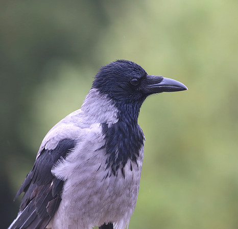 Jackdaw - Florence, Italy