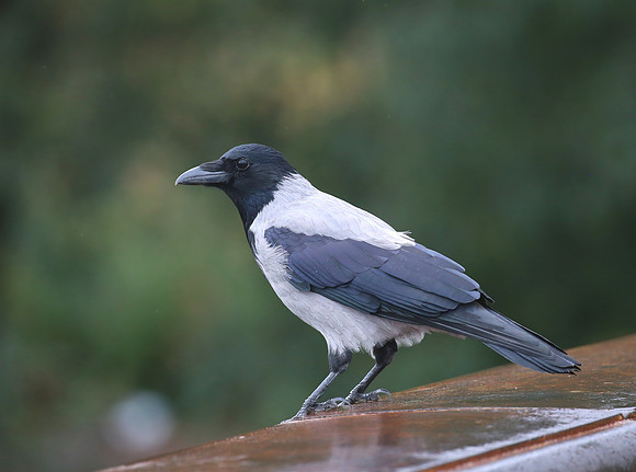 Jackdaw - Florence, Italy