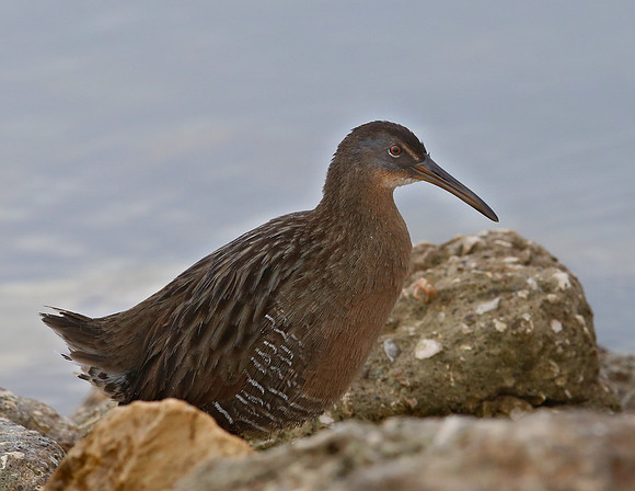 Clapper Rail - Anahuac NWR, Texas