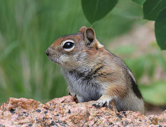 Golden Mantled Ground Squirrel - Pikes Peak, Colorado