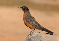 American Robin - Bryce Canyon National Park, Utah