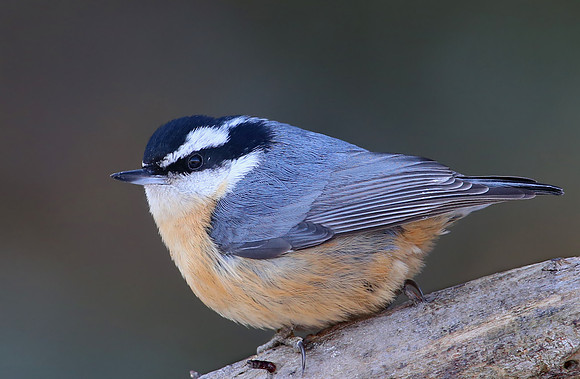 Red-breasted Nuthatch - Sax Zim Bog, MN