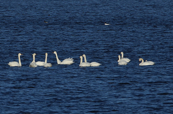 Tundra Swans - Whalon Lake Naperville, Illinois