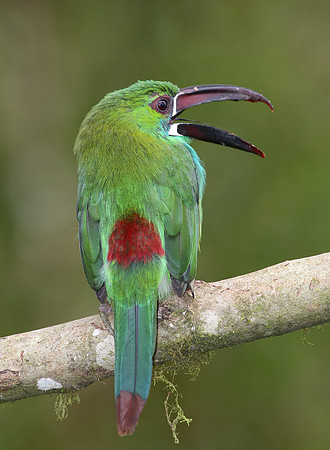 Crimson-rumped Toucanet - Mindo, Ecuador
