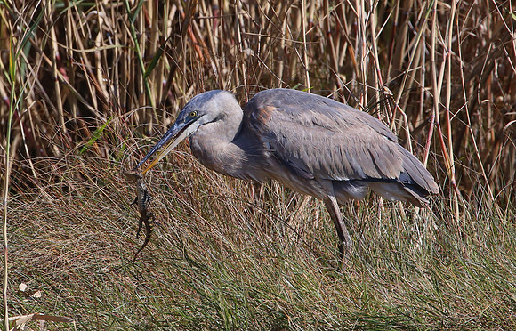 Great Blue Heron with Alligator Prey