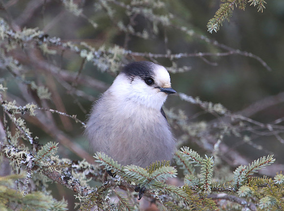 Gray Jay - Sax Zim Bog, MN