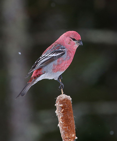 Pine Grosbeak - Sax-Zim Bog, Minnesota