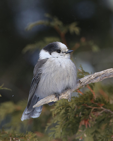 Canada Jay - Sax-Zim Bog, Minnesota