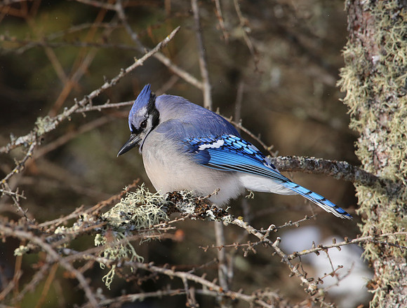 Blue Jay - Sax-Zim Bog, Minnesota