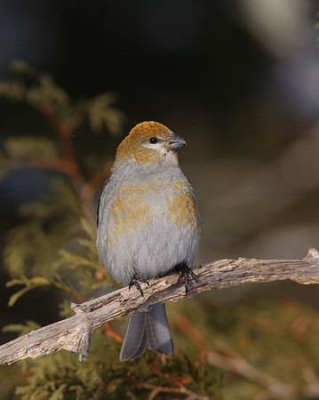 Pine Grosbeak - Sax-Zim Bog, Minnesota