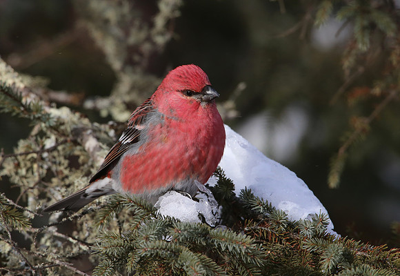 Pine Grosbeak - Sax-Zim Bog, Minnesota