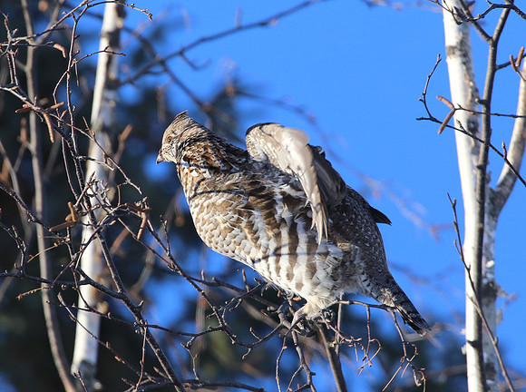 Ruffed Grouse - Sax-Zim Bog, Minnesota