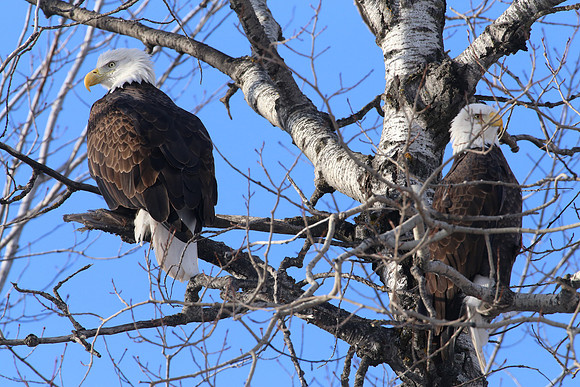 Bald Eagles - Eau Claire, Wisconsin