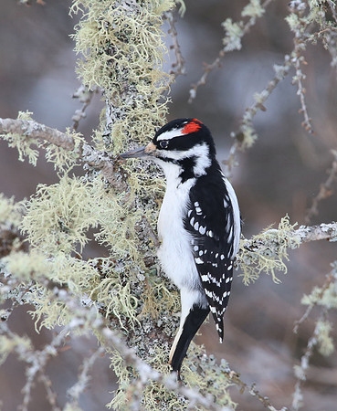 Hairy Woodpecker - Sax-Zim Bog, Minnesota