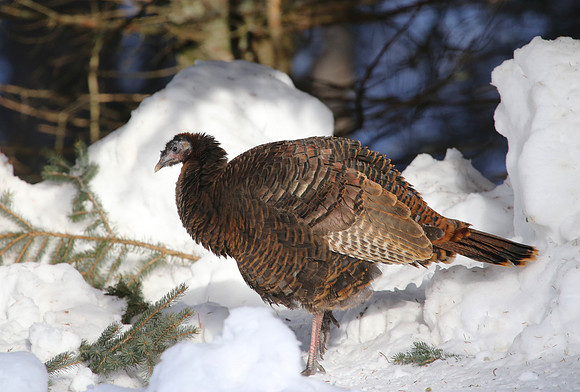 Wild Turkey - Sax-Zim Bog, Minnesota