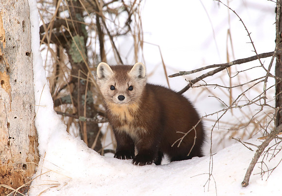 American Marten - Sax-Zim Bog, Minnesota