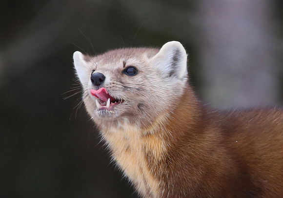 American Marten - Sax-Zim Bog, Minnesota