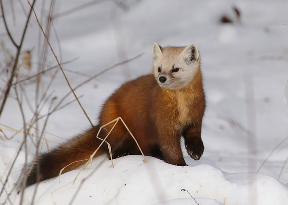 American Marten - Sax-Zim Bog, Minnesota