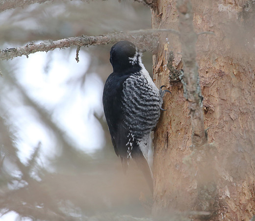 Black-backed Woodpecker - Sax-Zim Bog, Minnesota