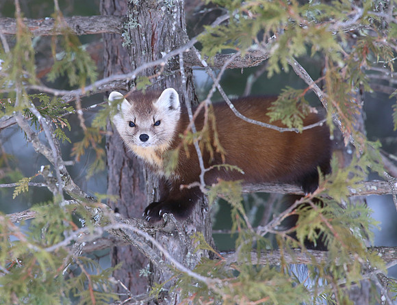 American Marten - Sax-Zim Bog, Minnesota