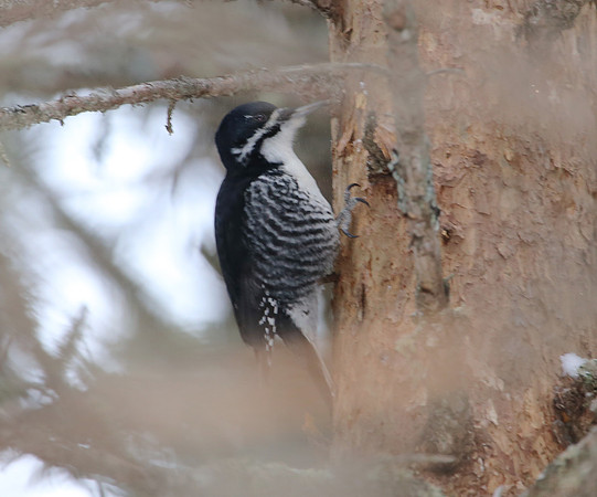 Black-backed Woodpecker - Sax-Zim Bog, Minnesota