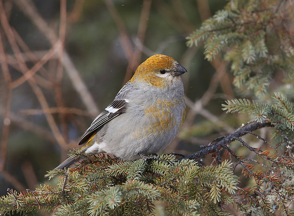Pine Grosbeak - Sax-Zim Bog, Minnesota