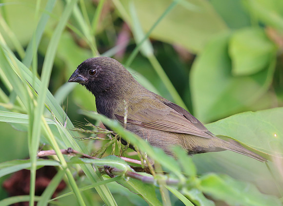 Black-faced Grassquit - Martinique, Lesser Antilles