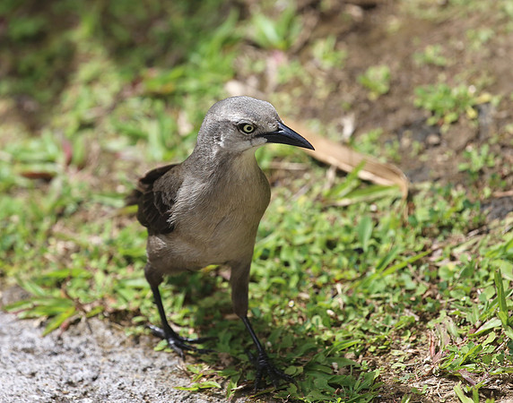Carib Grackle - Martinique, Lesser Antilles