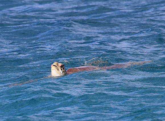 Green Sea Turtle - Martinique, Lesser Antilles