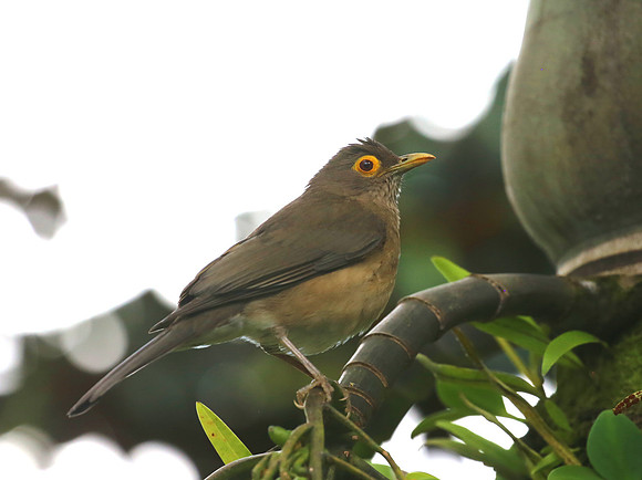 Spectacled Thrush - Martinique, Lesser Antilles